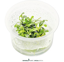 Wasserpflanze in einem durchsichtigen Behälter