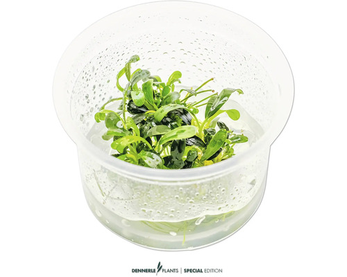 Wasserpflanze in einem durchsichtigen Behälter