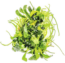 Aquarium Pflanze Bundware zur Dekoration von Aquarien