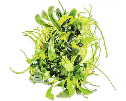 Aquarium Pflanze Bundware zur Dekoration von Aquarien
