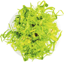 Aufsicht auf eine Topfpflanze mit Algen