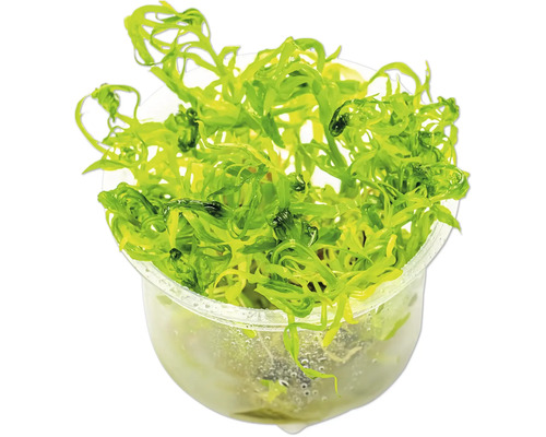 Aquarienpflanze in einem durchsichtigen Behälter