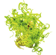 Grüne Algen zur Dekoration von Aquarien