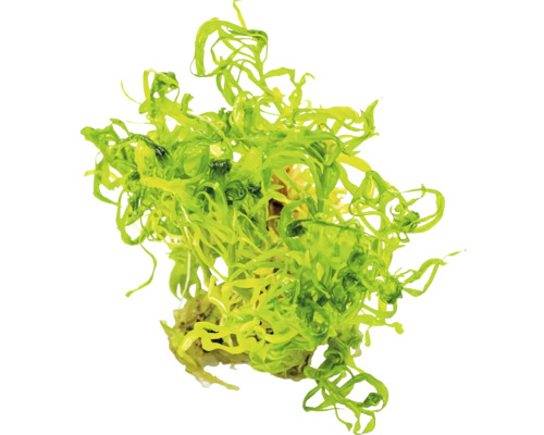Grüne Algen zur Dekoration von Aquarien