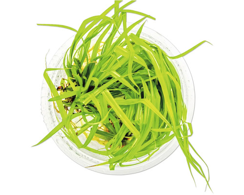 Aquariumpflanze im Topf