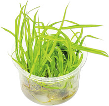 Aquarienpflanze Nadelsimse in einem transparenten Behälter