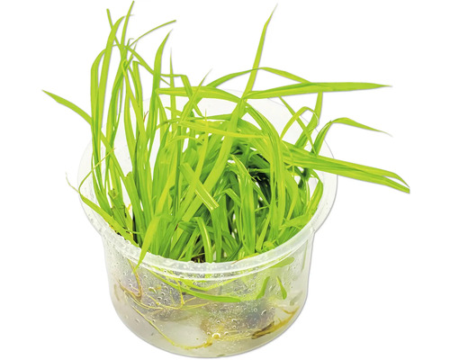 Helfers Zyperngras Cyperus helferi In-Vitro Aquarienpflanze Nadelsimse in einem transparenten Behälter