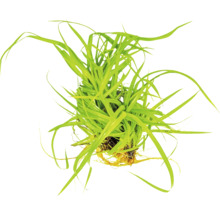 Aquarienpflanze Gras im Topf