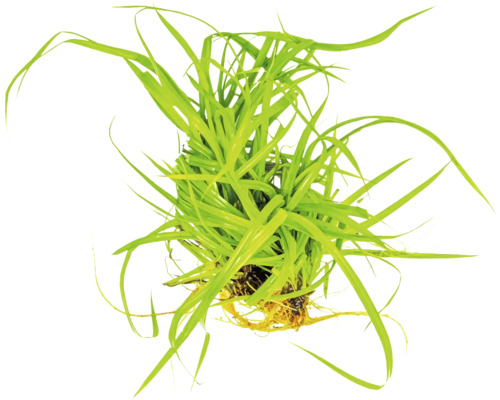 Aquarienpflanze Gras im Topf