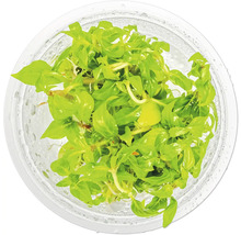 Bacopa monnieri Wasserpflanze im Behälter