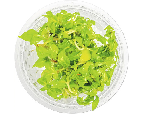 Bacopa monnieri Wasserpflanze im Behälter