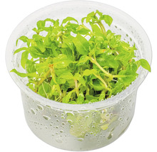 Wasserpflanze in durchsichtigem Topf