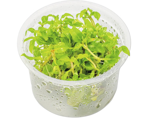 Staurogyne ‘Porto Velho’ In-Vitro Wasserpflanze in durchsichtigem Topf