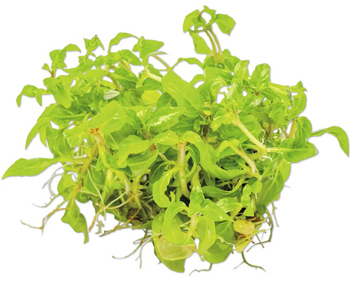 Aquarienpflanze mit grünen Blättern