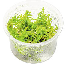 Aquarienpflanze in durchsichtigem Behälter