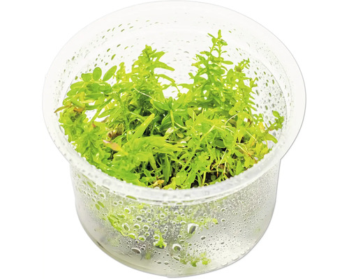 Aquarienpflanze in durchsichtigem Behälter