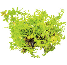 Wasserpflanze zur Dekoration von Aquarien