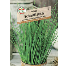 Schnittlauch Pflanze im Topf