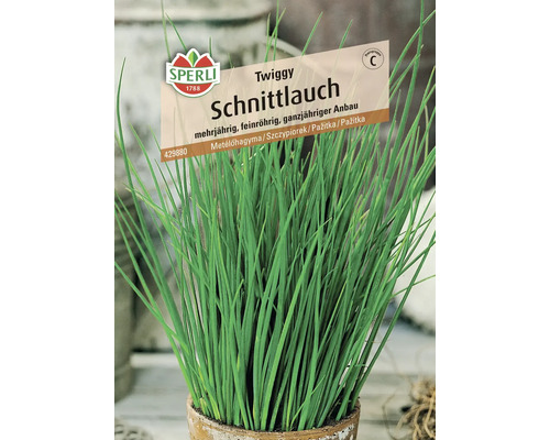 Schnittlauch Pflanze im Topf