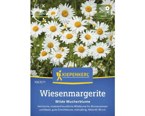 Samenpackung Wiesenmargerite, mehrjährige Wildblume von Kiepenkerl