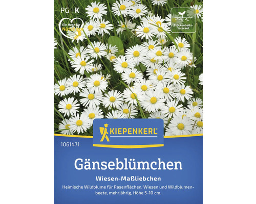Gänseblümchen Wiesensaat Kiepenkerl