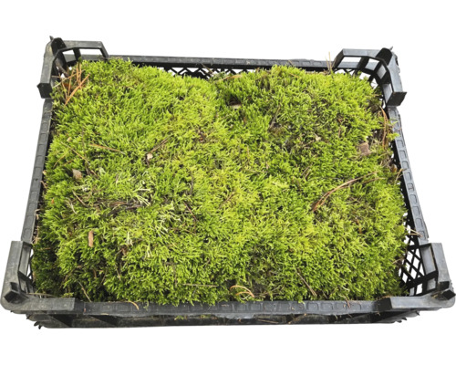 Lappenmoos echtes Moos Kiste 40x30 cm zum Basteln und für DIY-Projekte Moos in einer schwarzen Kunststoffkiste