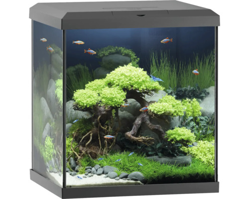 Eingerichtetes Aquarium mit Fischen und Pflanzen