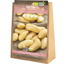 Ditta Saatkartoffeln im Fünf Kilogramm Sack