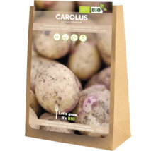 Carolus Saatkartoffeln, 5 Kilogramm, aus biologischem Anbau