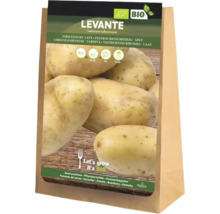 Verpackung Saatkartoffeln der Sorte Levante