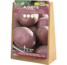 Alouette Saatkartoffeln, festkochend und mittelfrüh, 5 Kilogramm