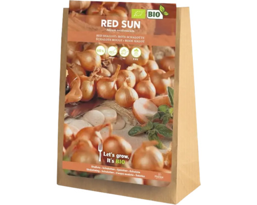 Rote Schalotten Blumenzwiebeln in einer Papiertüte