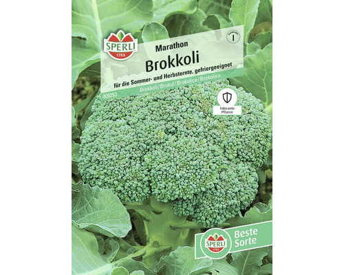 Broccoli Marathon Sperli Hybrid-Saatgut Gemüsesamen Sperli Marathon Brokkolisamen für Sommer- und Herbsternten