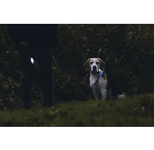 Hund mit Leuchthalsband und Mensch mit Leuchtleuchte im Dunkeln