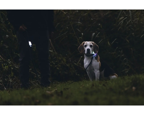 Hund mit Leuchthalsband und Mensch mit Leuchtleuchte im Dunkeln