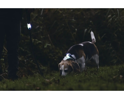 Hund mit LED-Halsband und Hundeleine mit Lichtfunktion bei Nacht