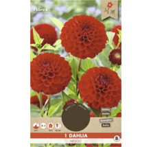 Dahlie Nescio Pflanze im Topf