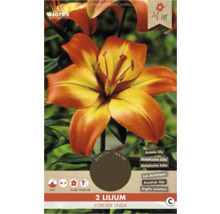 Verpackung mit zwei asiatischen Lilien der Sorte Forever Linda