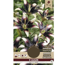 Verpackung mit zwei Lilien der Sorte Netty's Pride