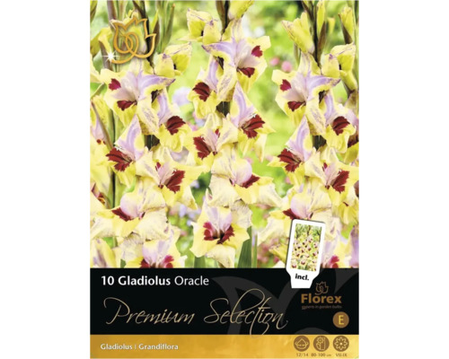 Packung mit 10 Gladiolus Oracle Blumenzwiebeln