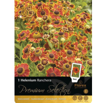 Helenium Ranchera Packung mit Sonnenbrautblumen