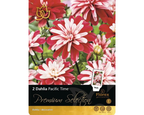 Verpackung mit zwei Dahlien Pacific Time, dekorative Dahlie