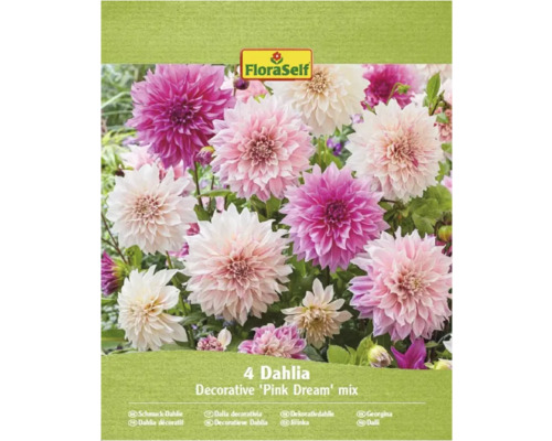 Blumenzwiebel FloraSelf Dahlie 'Pink Dream Mix' 4 Stück FloraSelf Dahlienmischung Pink Dream, Packung mit vier Zwiebeln