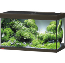 Eingerichtetes Aquarium mit Pflanzen und Steinen