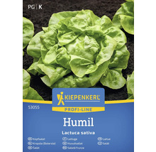 Kiepnekrerl Humil Kopfsalat Samen