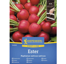 Kiepenkerl Profi-Line Radieschen Ester Samenpackung