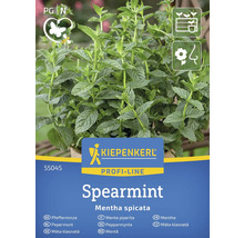 Kiepenkerl Spearmint Pflanze