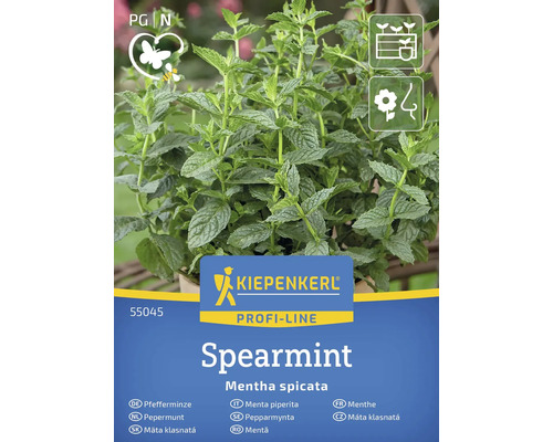 Kiepenkerl Spearmint Pflanze