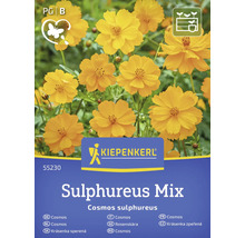 Kiepenkerl Schwefel-Kosmee Sulphureus Mix Samenpackung