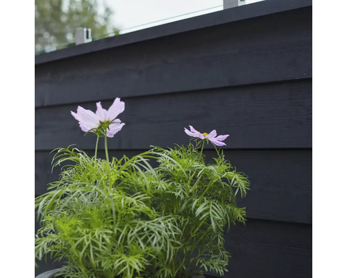 Zwei blassviolette Kosmeenblüten vor einem Holzzaun